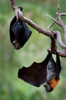 Kalon australsky - Pteropus poliocephalus - Gray-headed Flying Fox o1597